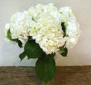HORTENSIA BLANC